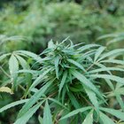 Cómo saber si has encontrado una planta de marihuana