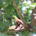 Cómo identificar huevos de pájaros silvestres