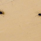 Informações sobre formigões-pretos e formigas voadoras