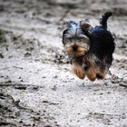 Como eu posso saber a idade do meu Yorkshire Terrier?