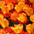 Cómo mantener los tulipanes frescos 