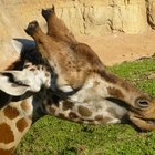 ¿Cómo tienen sexo las jirafas?