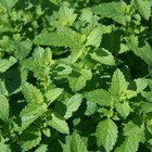 ¿Cuáles son los beneficios del champú de menta?