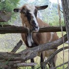 Cómo usar ivermectina inyectable y su dosis para una cabra