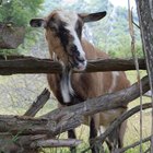 Como usar Ivermectina injetável e dose para cabras