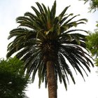 Como evitar que a palmeira fique alta