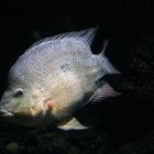 ¿Cuál es el origen de los peces Tilapia?