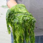 Las diferencias entre las plantas y las algas verdes