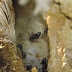 ¿Cómo construyen las hormigas su hormiguero? 