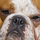 Por qué un bulldog inglés puede perder el pelo