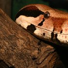 How Do You Tell the Gender of a Red Tail Boa?