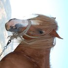 Como tratar ácaros nas orelhas de cavalos naturalmente