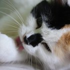 Os efeitos colaterais da amitriptilina em gatos