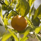 ¿En qué clima crecen las naranjas?