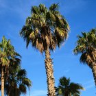 Cuáles son las partes de una palmera