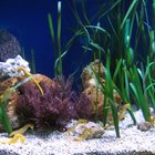 Cómo agregar un Betta en un acuario comunitario