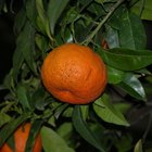 Como plantar uma semente de tangerina