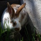 Por qué el conejo mueve las orejas