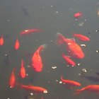 Tratamento de lagos de peixes com sulfato de cobre
