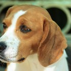 Sobre las enfermedades a la piel de los beagle