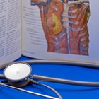 ¿Qué se encuentra del lado izquierdo de tu cuerpo en la anatomía humana?