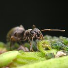 Árboles cítricos y hormigas