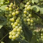 Como fazer uma treliça para parreira de uvas