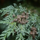 ¿Qué hacer si el thuja occidentalis se ha puesto marrón?