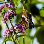 Como a borboleta se encaixa na teia alimentar?