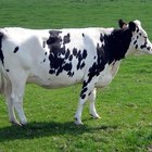 ¿Cuáles son los beneficios del calostro bovino?