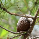 La diferencia entre la madera del pino y del abeto