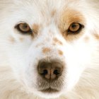 Tratamiento para el ojo hinchado de un perro