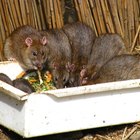 Veneno casero para ratas y ratones