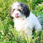 Do West Highland Terriers Shed Much? - Pets