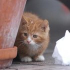 Cómo evitar que los gatos excaven las plantas de la casa