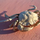 Qual é a expectativa de vida de um caranguejo-real?
