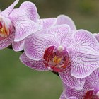 Formas de cuidar la orquídea Dendrobium Nobile