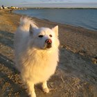 Doses de piroxicam para tratamento de câncer em cães