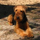 ¿Qué descongestivos puede tomar un perro?