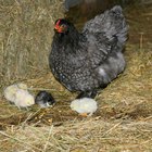 Cómo hacer que una gallina adopte pollitos