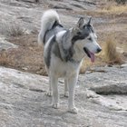 Cómo diferenciar a un pastor alemán blanco de un perro husky siberiano