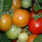 Quanto tempo um tomate demora para brotar e amadurecer?