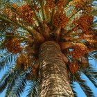 Descripción de frutos de palmeras