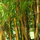 Significado espiritual do bambu para os japoneses