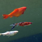 How To Raise Baby Goldfish From Eggs To Fry And Beyond How To Raise Baby Goldfish From Eggs To Fry And Beyond