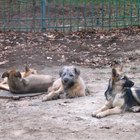 ¿Cuál es la dosis recomendada de omega-3 para los perros?