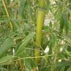 ¿Cómo debo cuidar y trasplantar un bambú cultivado en maceta?