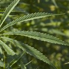 Pros y contras acerca de la legalización de la marihuana