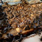 Como matar traças de cera em colmeias de abelhas