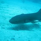 Diferenças entre barbatanas de golfinhos e barbatanas de tubarão